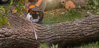 Best Hazardous Tree Removal  in Falmouth, KY