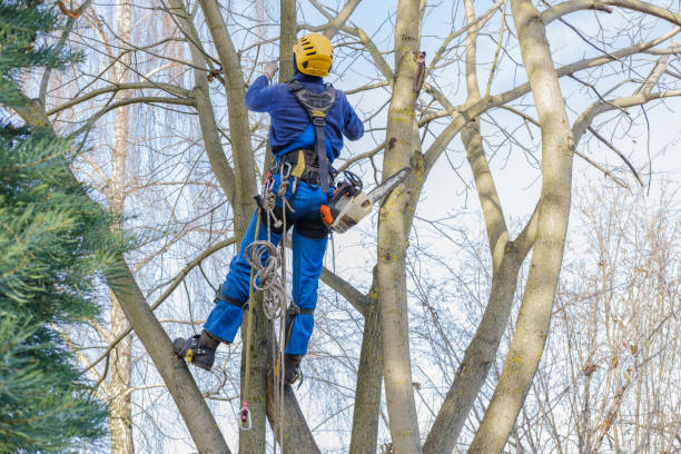 How Our Tree Care Process Works  in  Falmouth, KY